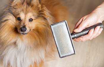Dog groomer in Wayne NJ shows Sheltie with a brush