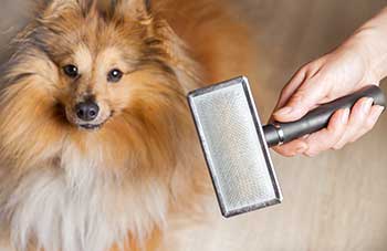 How often to bring your dog to their Dog Groomer in Wayne NJ