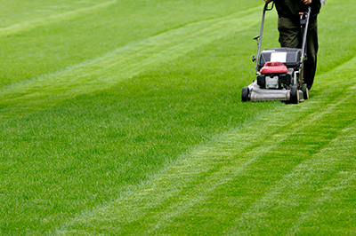 Benefits of Fiesta and CedarCure Turf Care Products