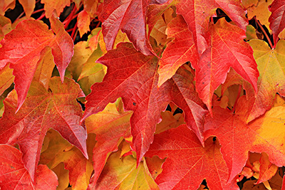 Monmouth County tree companies love the colors of this Maple in the fall