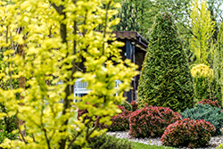 Choosing the Best Monmouth County Tree Companies
