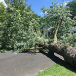 Large tree fallen across a road