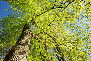 Canopy of a deciduous tree cared for by Monmouth County tree company